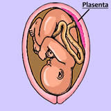Plasenta Bariyeri ve lalar