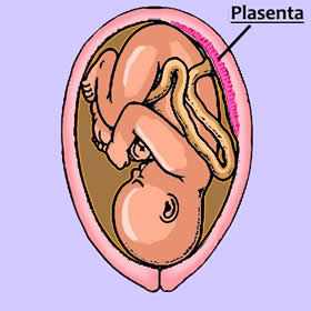 Plasenta Bariyeri ve İlaçlar Plasenta Bariyeri ve İlaçlar
