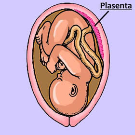 Plasenta Bariyeri ve lalar